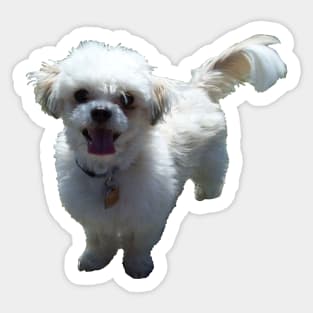 Fluffy Dexter Sticker